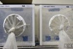 巴西投放良性蚊子抑制登革熱病毒
