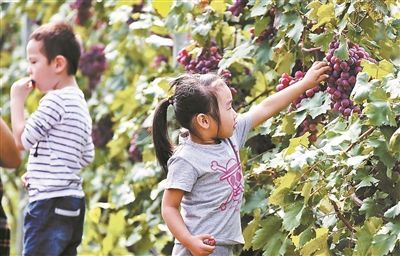 百歲葡萄樹每顆葡萄10元