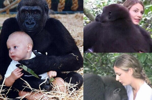 英國女子與大猩猩分別12年后重逢 深情相擁