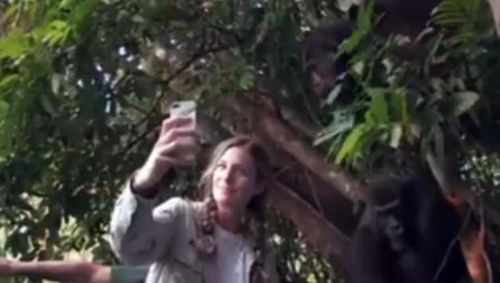 英國女子與大猩猩分別12年后重逢 深情相擁