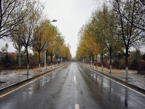 南方樹葉還很綠，內蒙古已經秋葉落盡