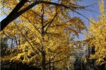 北京冬季開始冷了 11月13日北京最低氣溫零下1.8℃