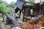 <b>湖南江永縣瀟浦鎮五愛村遭龍卷風襲擊 合抱大樹被連</b>