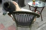 成都男子喝茶遭爆頭 警方已抓獲3名嫌犯