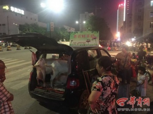農(nóng)戶(hù)開(kāi)車(chē)載活羊賣(mài)奶