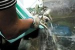重慶農戶挖出魚泉 每到汛期就會涌出大量的魚