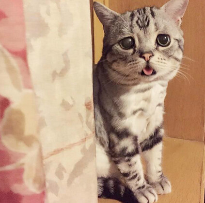 委屈貓