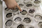 最大蚊子工廠 廣州建造全球最大的蚊子工廠