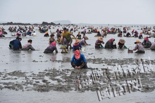 泉州惠安養殖基地油蛤哄搶