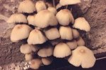 哈爾濱百萬精裝房長蘑菇 不過是毒蘑菇