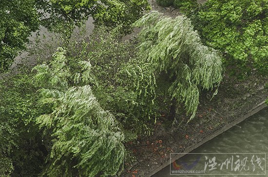 溫州刮臺風(fēng)不下雨，天氣還很好。