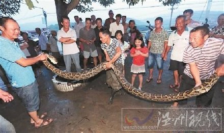七旬農(nóng)夫戰(zhàn)巨蟒圖片