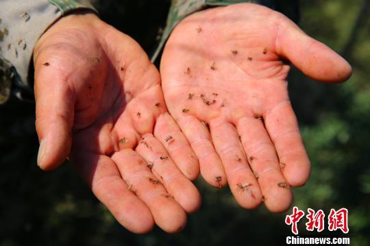 中蒙邊境蚊子肆虐