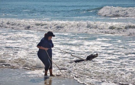 美國南卡羅來納州海灘驚現(xiàn)鱷魚沖浪