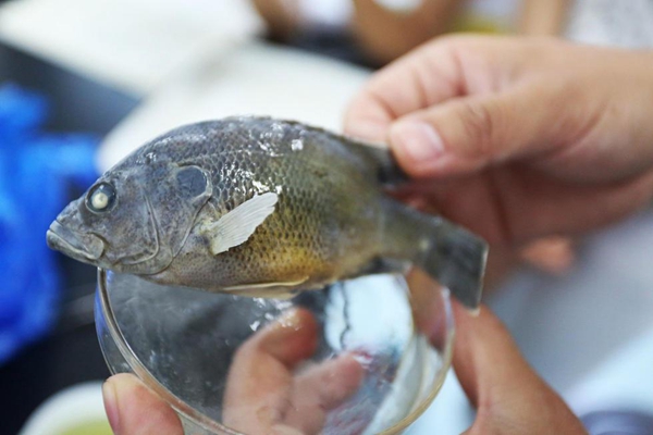 大別山現(xiàn)綠太陽(yáng)魚(yú)