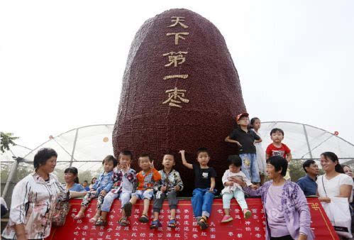鄭州現天下第一棗