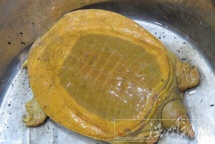 村民抓到一只金色甲魚(yú)