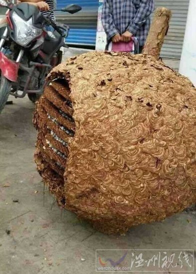 湖南村民發現一個超大蜂窩