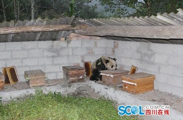 大熊貓偷吃蜂蜜