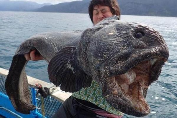 漁民捕獲巨型狼魚