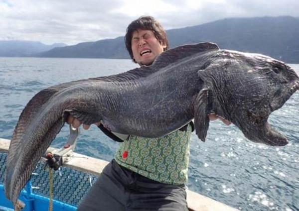 漁民捕獲巨型狼魚