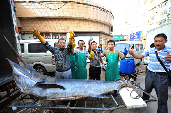 青島漁民捕獲690斤箭魚(yú)王