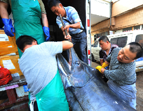 青島漁民捕獲690斤箭魚(yú)王