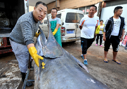 青島漁民捕獲690斤箭魚(yú)王
