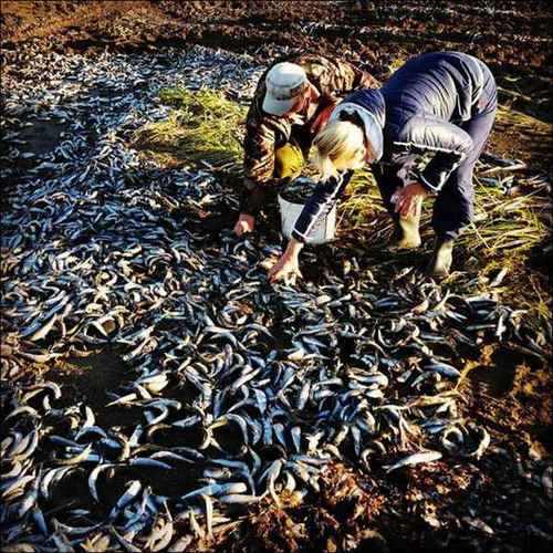 被凍僵之后沖上海灘的沙丁魚(yú)