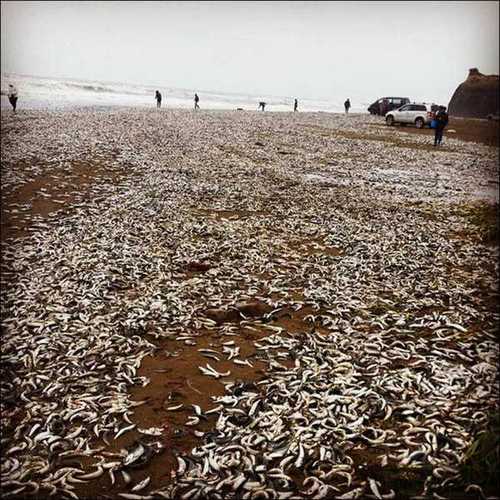 被凍僵之后沖上海灘的沙丁魚(yú)