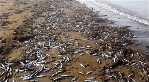 被凍僵之后沖上海灘的沙丁魚(yú)
