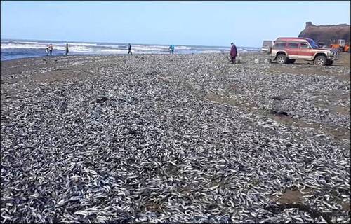 俄羅斯降溫凍僵沙丁魚(yú)"