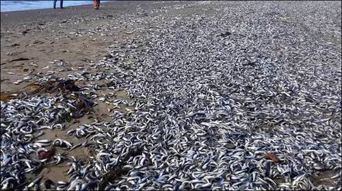 被凍僵之后沖上海灘的沙丁魚(yú)