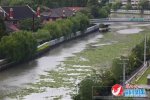 蘇州河大量水葫蘆 運河水葫蘆成災