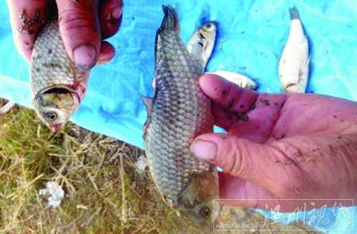 魚塘現畸形魚