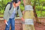 百萬黃花梨被盜 其中一棵受重創