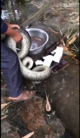 緬甸蟒被砍頭燙開(kāi)水