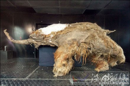 科學(xué)家發(fā)現(xiàn)冰凍萬年的獅子