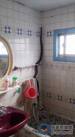 巨蛇偽裝成蓮蓬頭