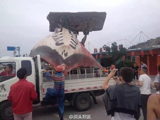 漁民捕獲魔鬼魚(yú)