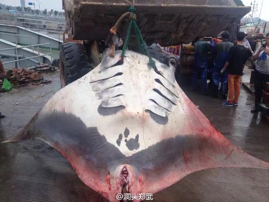 溫州洞頭漁民捕獲魔鬼魚(yú)