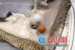 黃螺吐出龍珠 不是說椰子螺吐出美樂珠嗎 黃螺也會