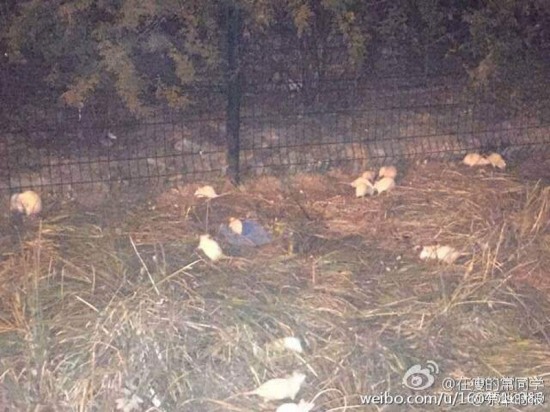 奧森公園現白鼠