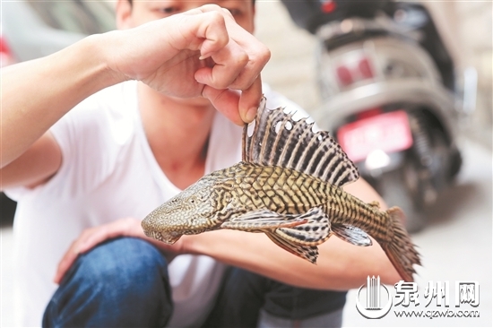 泉州市民捕獲怪魚(yú)