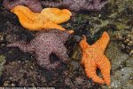 北美百萬海星染病自殺的原因是海星感染致命病毒
