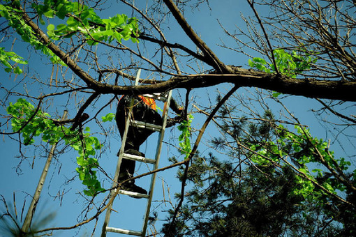 沈陽大樹裝假樹葉