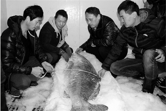 黃唇魚身價上百萬