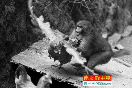 民宅被野猴占領(lǐng)