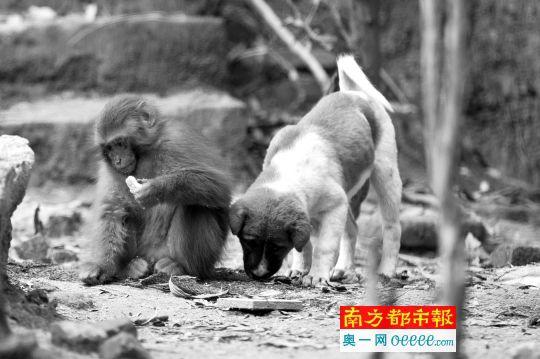 民宅被野猴占領(lǐng)