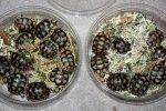 褲內藏51只烏龜走私被查獲